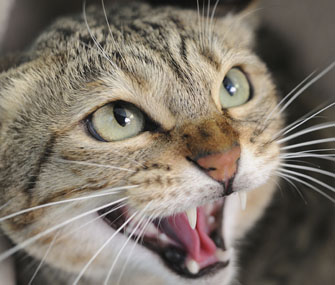 猫为什么总在晚上吵闹？